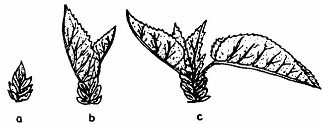 Fenofazele dezmuguritului la dud: a) umflarea mugurelui; b) fenofaza „cioc de rândunică” c) apariția a două-trei frunzulițe cu pețiol